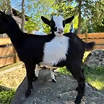 Zum Bayrischen Wirt *