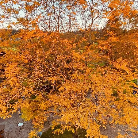 Zum Bayrischen Wirt 宾馆 梅尔霍芬